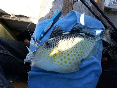 pakol fish|Starry Triggerfish ( Abalistes stellatus ) .